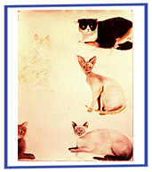 Cats 1. By Vija Doks.